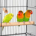 Open Top Medium Small Parrot Bird Cage